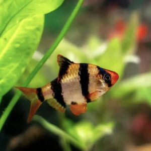 Tiger Barb