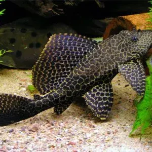 Common Plecostomus