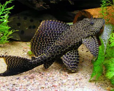 Common Plecostomus