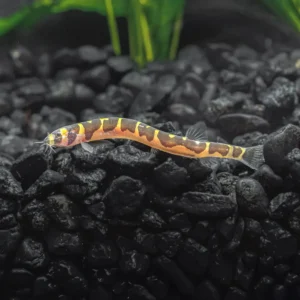 Khuli loach