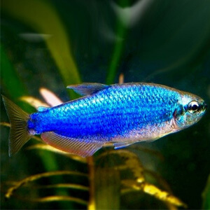 Super Blue Kerri Tetra