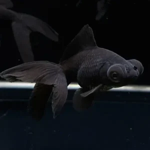 Black Moor Goldfish