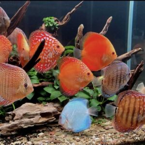 Discus