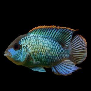 Electric Blue Acara