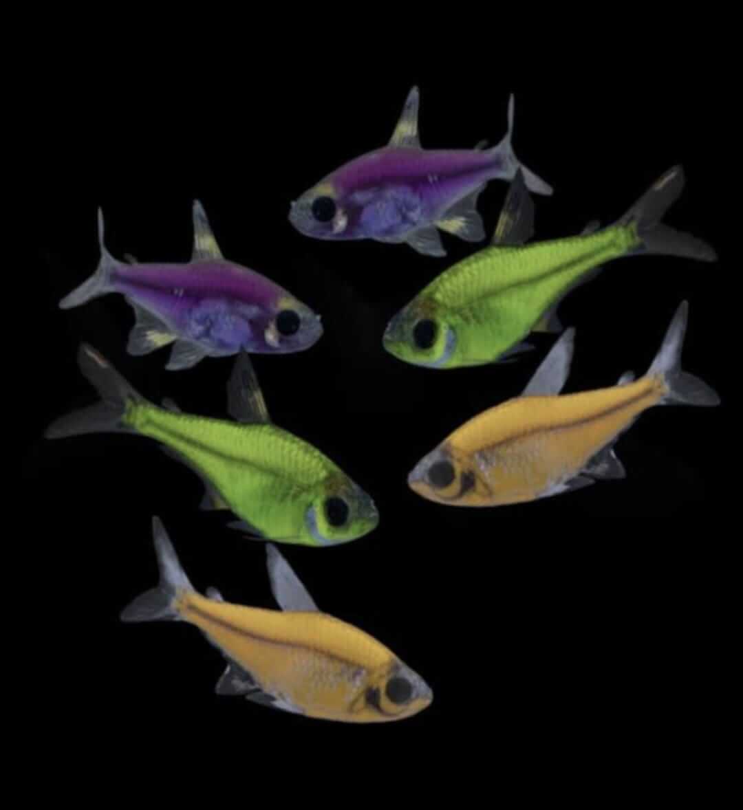 GMO Pristella