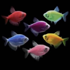 GMO Tetra