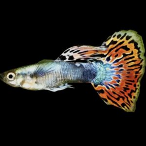 Guppy