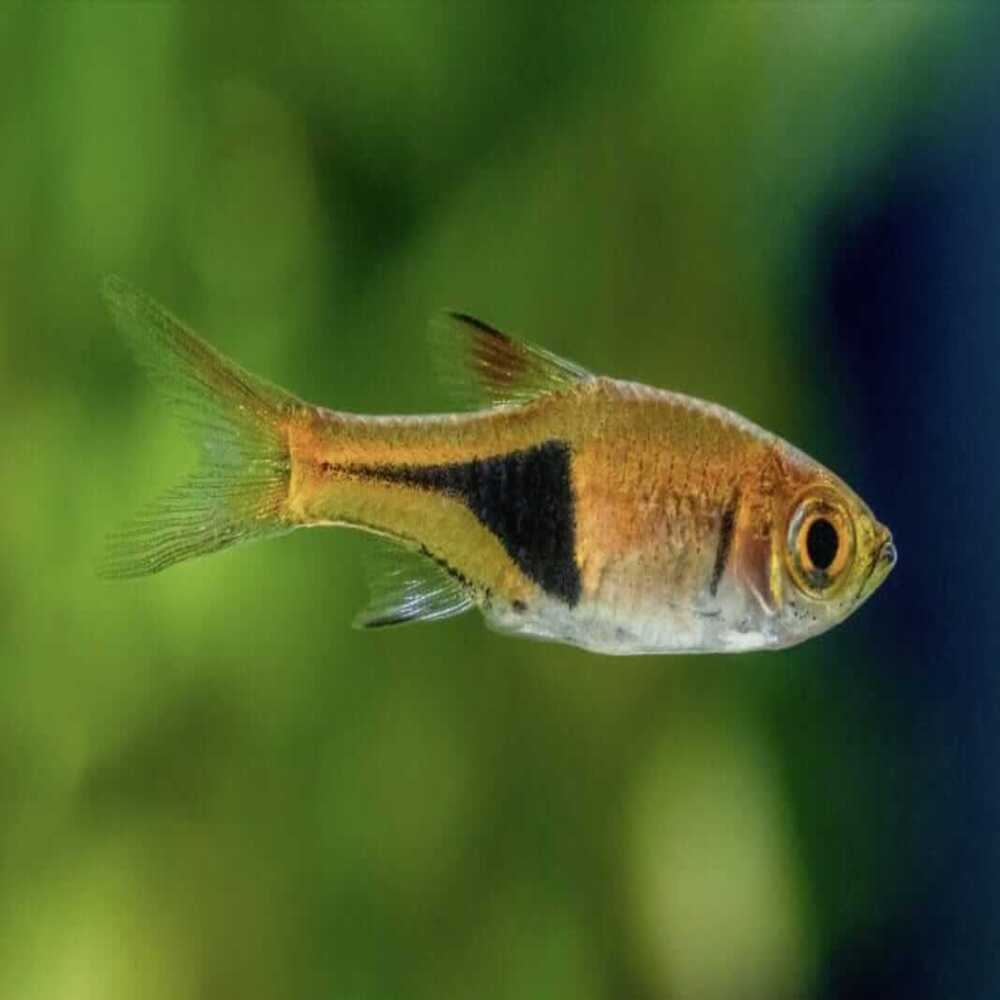 Harlequin Rasbora