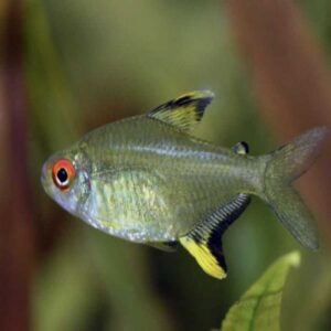 Lemon Tetra