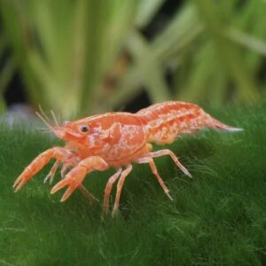 Mexican Dwarf Crayfish