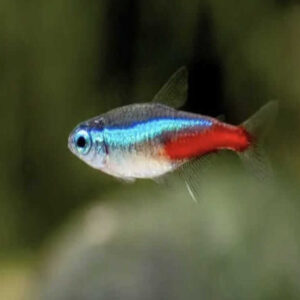 Neon Tetra