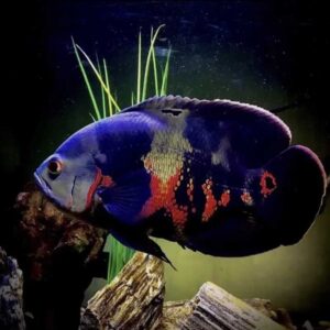 Oscars Cichlid