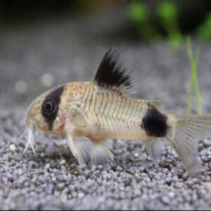 Panda Corydoras