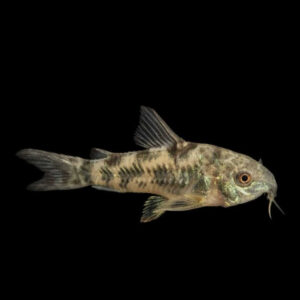 Pepper Corydoras