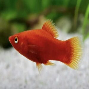 Platy