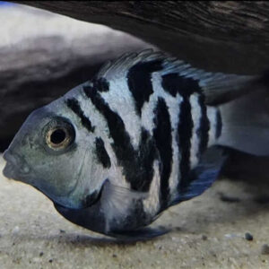 Polar Blue Parrot Cichlid