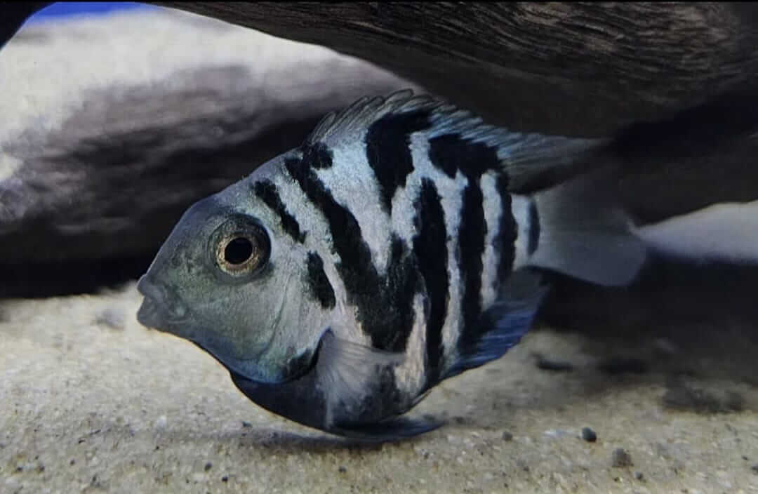 Polar Blue Parrot Cichlid