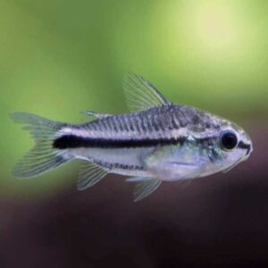Pygmy Corydoras