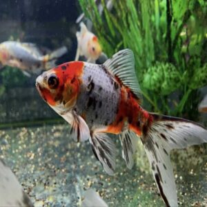 Shabunkin Goldfish