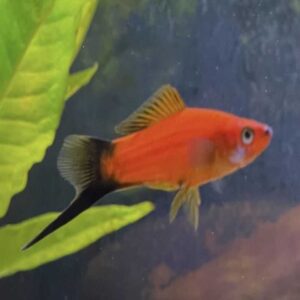 Red Swordtail