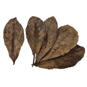 Indian Almond Leaves (5 Pack)