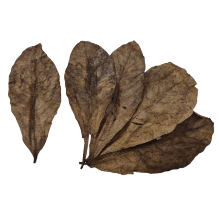 Indian Almond Leaves (5 Pack)